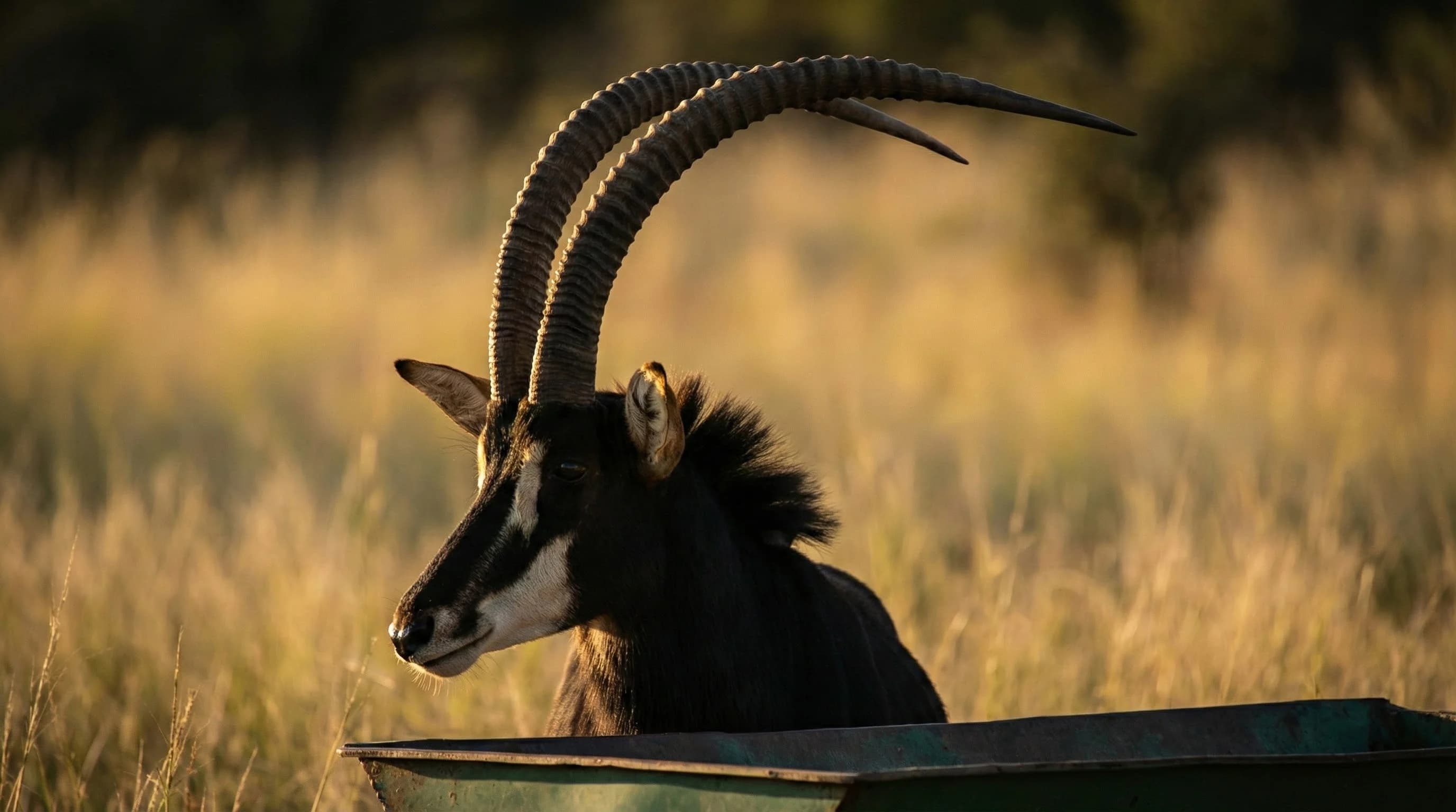 Sable antelope in the Marico Biosphere Nature Reserve